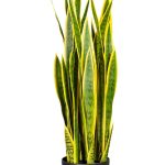 Sansevieria: la pianta indistruttibile che arreda e purifica casa senza richiedere cure