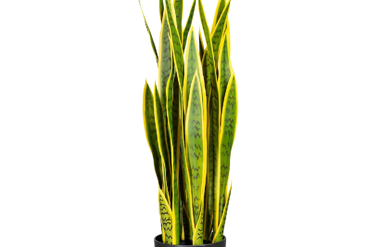 Sansevieria: la pianta indistruttibile che arreda e purifica casa senza richiedere cure